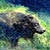 Thumbnail of BearField