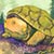 Thumbnail of Clan series (Turtle)